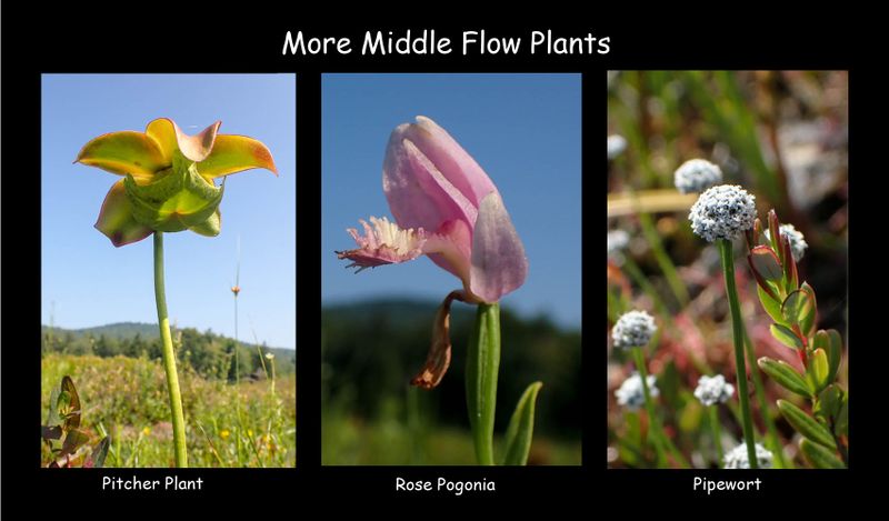 More middle flow flowers.jpg