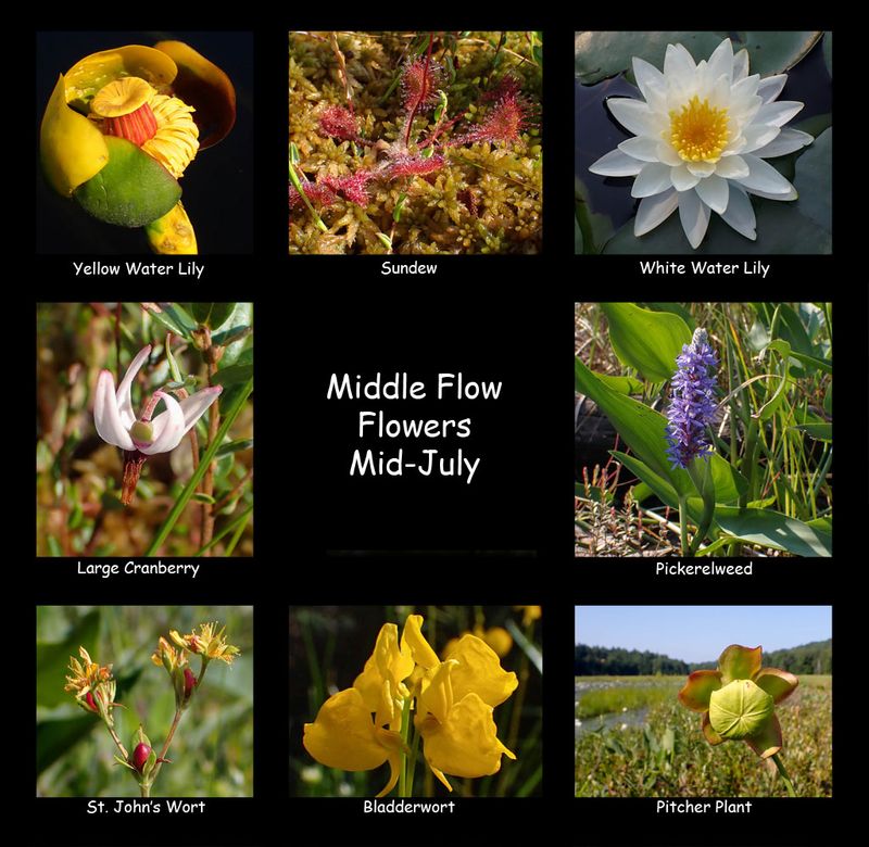 Middle Flow Flowers.jpg