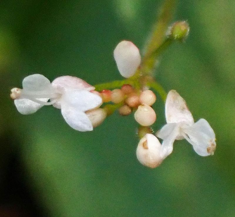 P8181244 TG6MLR2023.jpg