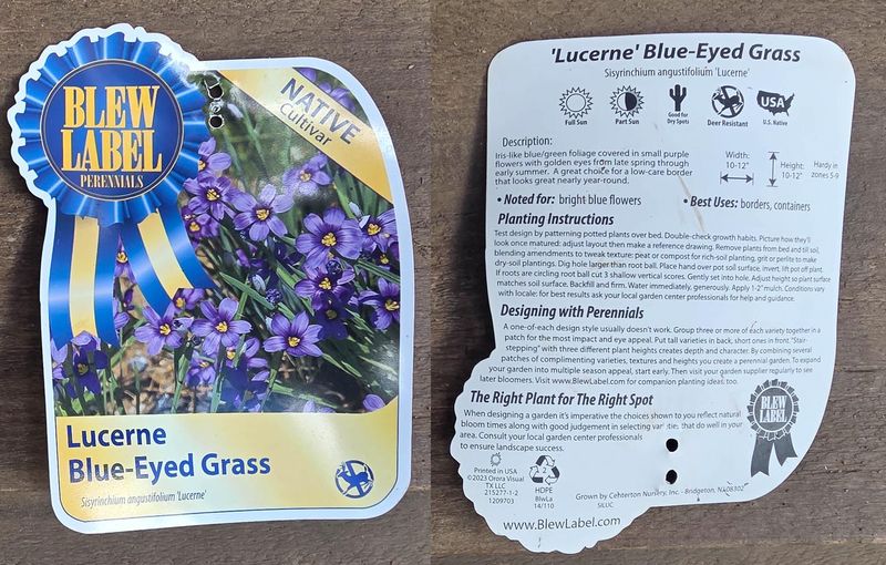blue-eyed grass.jpg