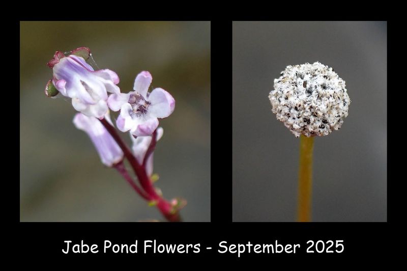 Jabe Pond Flowers.jpg