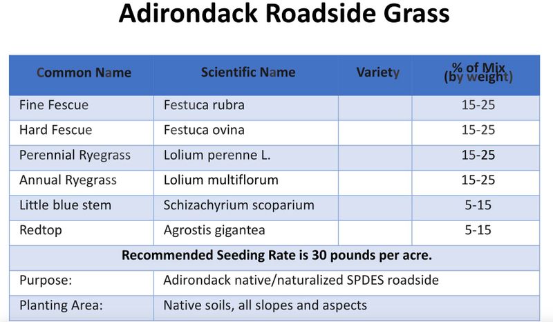 Adirondack Roadside Grass.jpg
