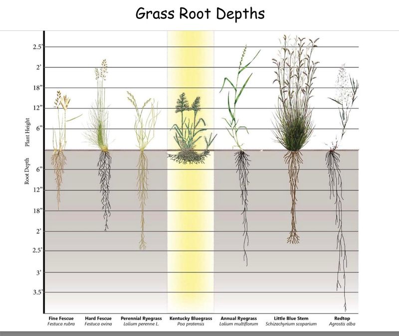 Grass Root depths.jpg