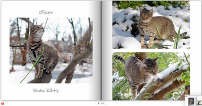Kitties Photo Book