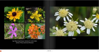 flower page 8 TG6MLR2020.jpg