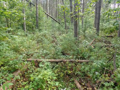 Trails - Before and During Construction