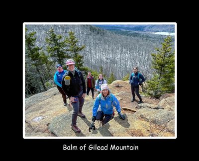 Balm of Gilead.jpg