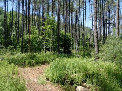 Trails - June 2024