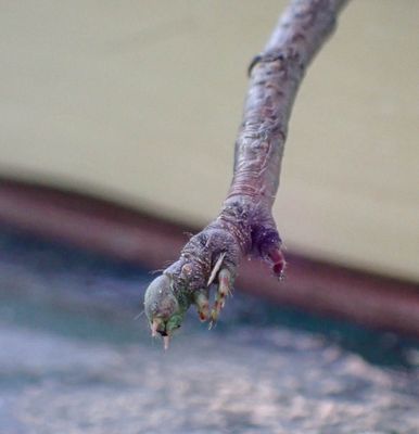 g13/96/496896/3/174617448.445f5837.JPEG