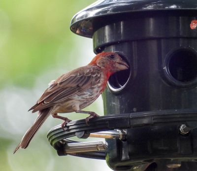 Backyard Birds