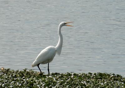 Birds and Critters