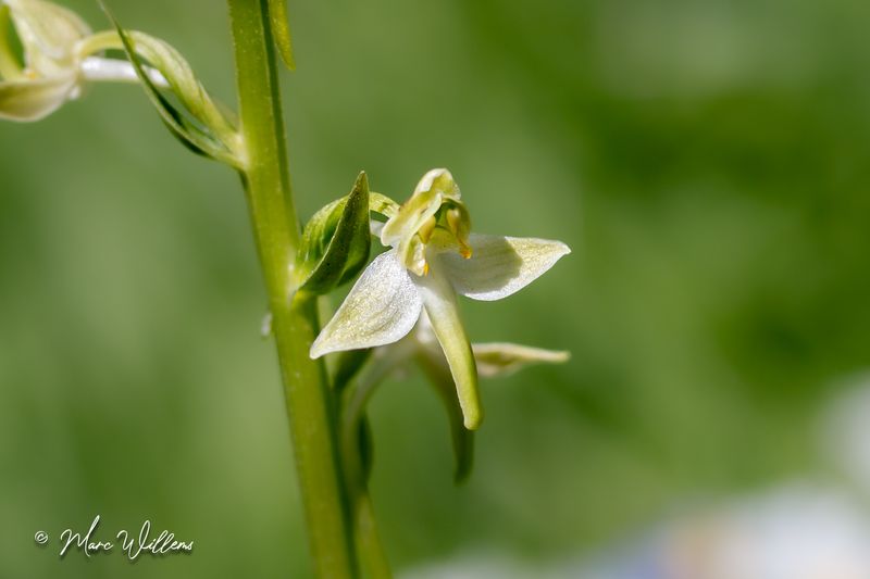 Bergnachtorchis (Platanthera chlorantha)