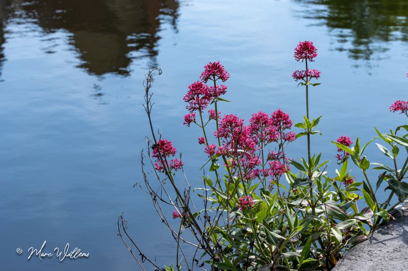  Spoorbloem (Centranthus ruber)