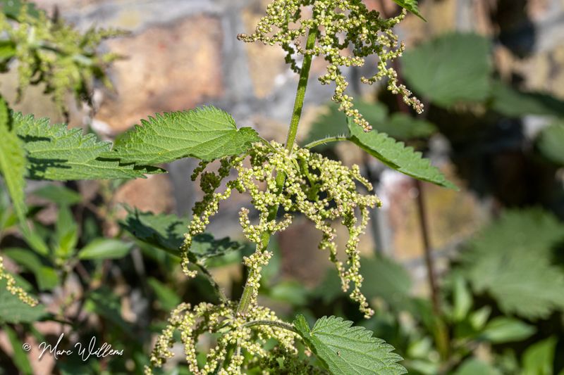 Grote brandnetel (Urtica dioica)-bloeiwijze