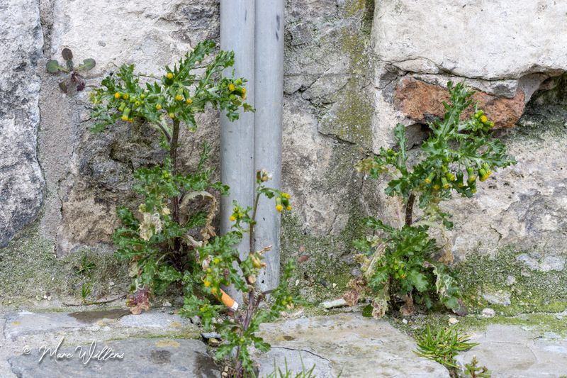 Klein kruiskruid (Senecio vulgaris)