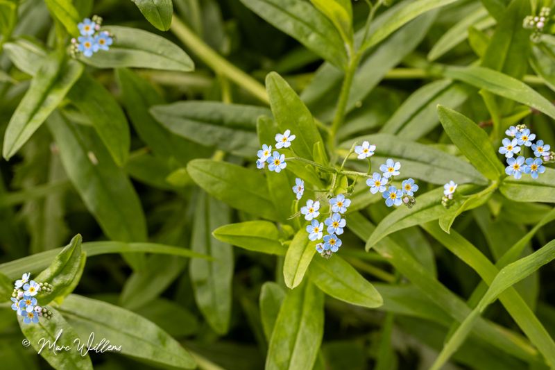 Moerasvergeet-mij-nietje (Myosotis scorpioides subsp. scorpioides, synoniem- Myosotis palustris)