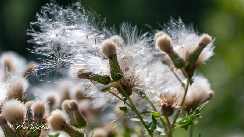 Akkerdistel (Cirsium arvense)
