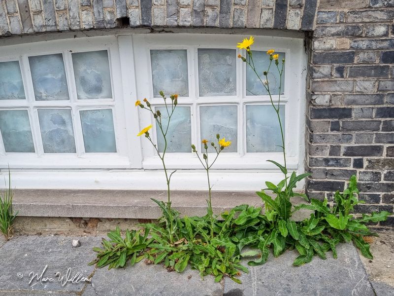 Akkermelkdistel (Sonchus arvensis)