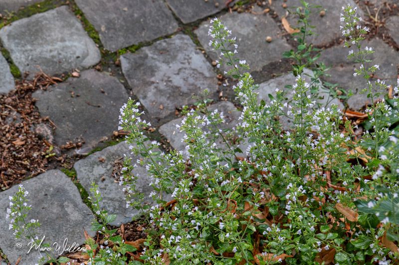 Bergsteentijm (Clinopodium menthifolium, synoniem- Calamintha sylvatica)