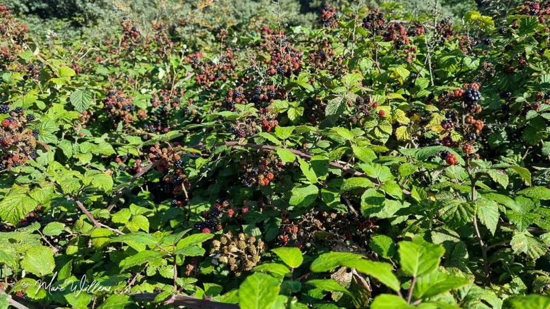 Gewone braam of zwarte braam (Rubus sect. Rubus)