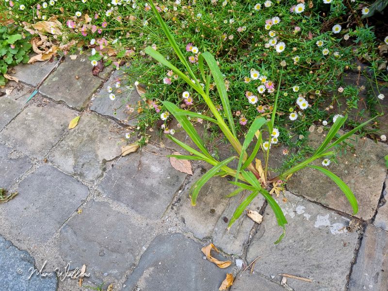 Europese hanenpoot  (Echinochloa crus-galli)