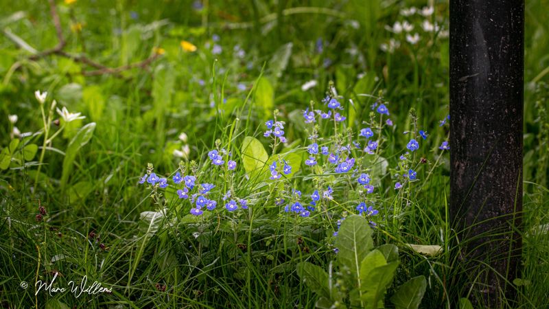 Gewone ereprijs  (Veronica chamaedrys)