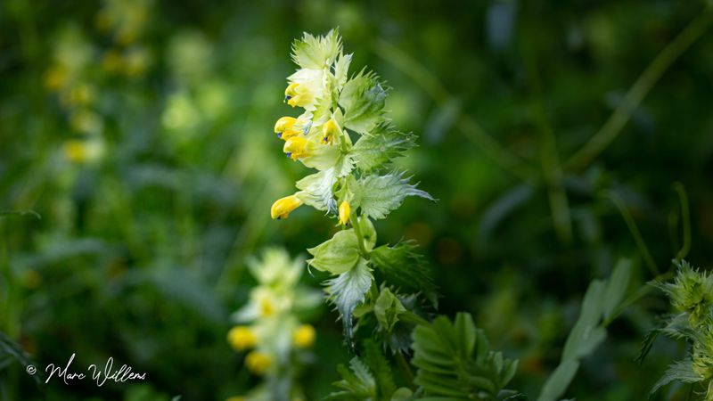 Grote ratelaar  (Rhinanthus angustifolius)