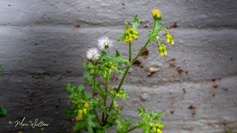 Klein kruiskruid (Senecio vulgaris)