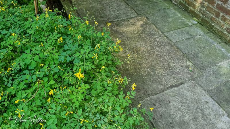 Gele helmbloem (Pseudofumaria lutea, synoniem: Corydalis lutea)