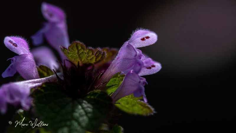Paarse dovenetel (Lamium purpureum)