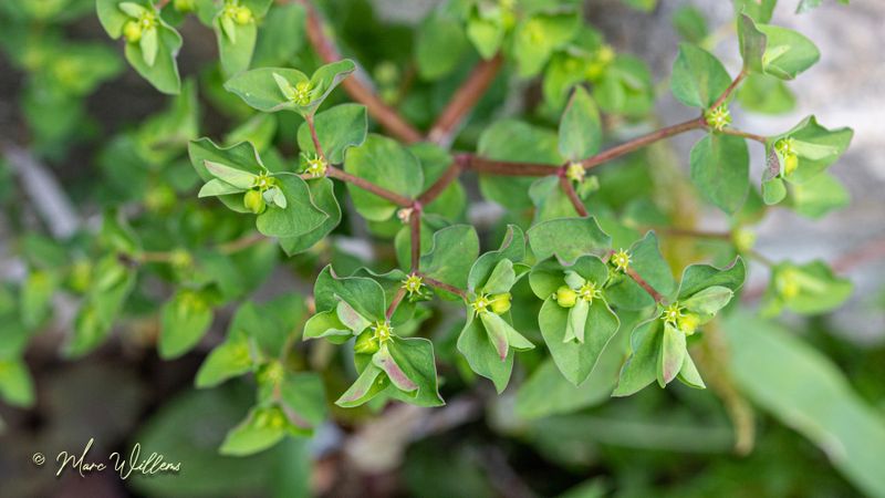 Tuinwolfsmelk  (Euphorbia peplus)