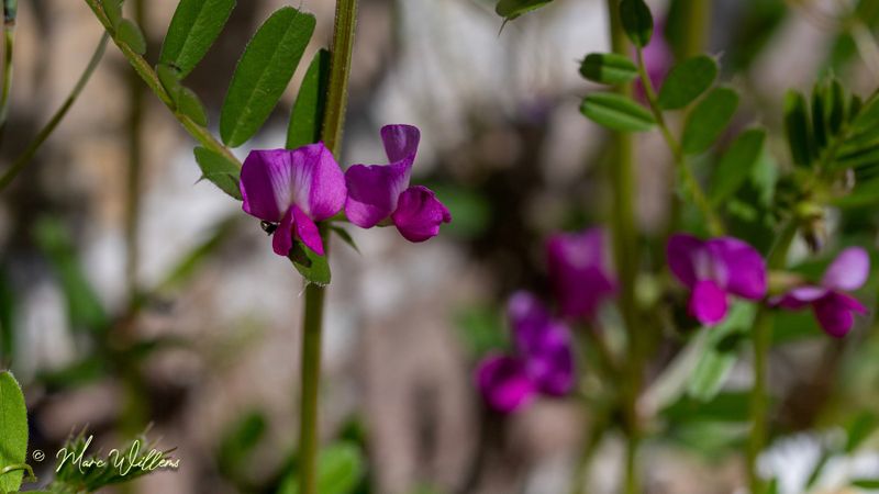 Voederwikke  (Vicia sativa subsp. sativa)