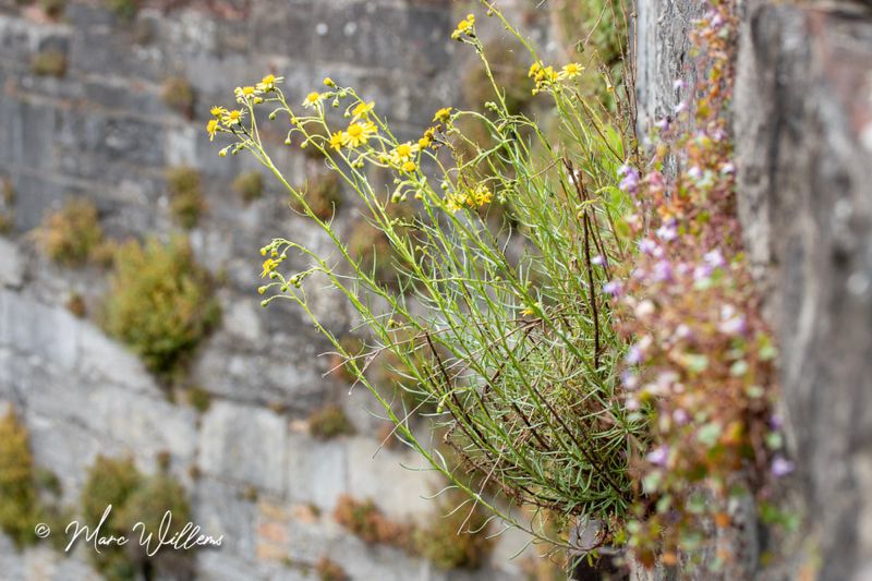 Bezemkruiskruid (Senecio inaequidens)