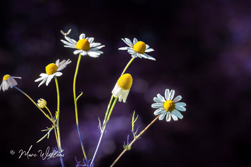 Echte kamille  (Matricaria chamomilla)