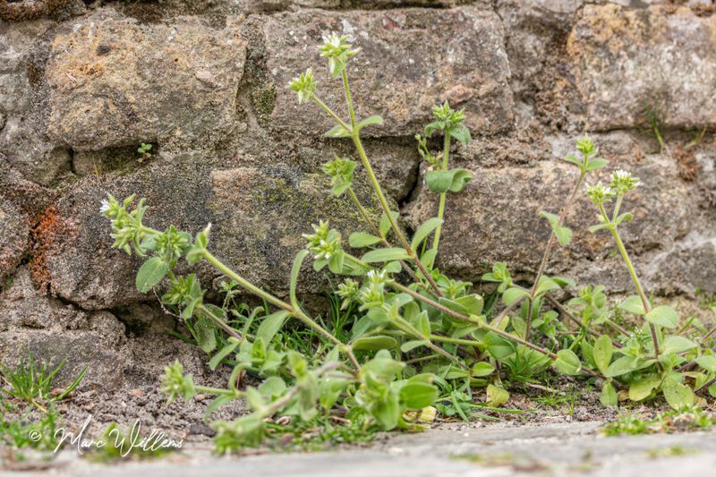 Kluwenhoornbloem  (Cerastium glomeratum)