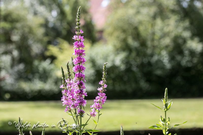 Grote kattenstaart (Lythrum salicaria)
