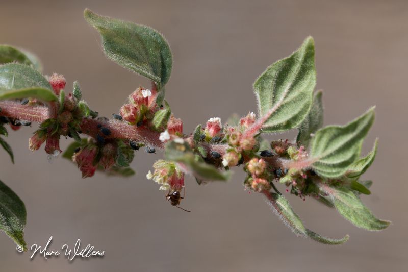 Klein glaskruid   (Parietaria judaica) - detail van bloei