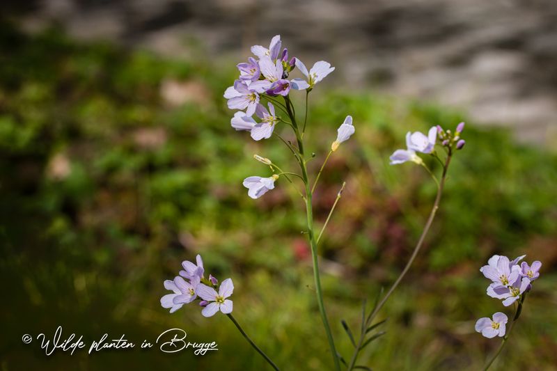Pinksterbloem (Cardamine pratensis)