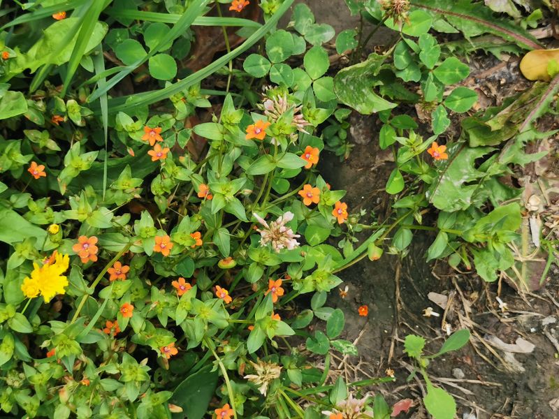 Rood guichelheil (Anagallis arvensis subsp. arvensis)