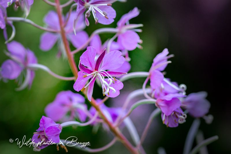 Wilgenroosje  (Chamerion angustifolium)
