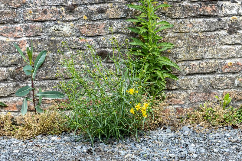 Bezemkruiskruid (Senecio inaequidens)
