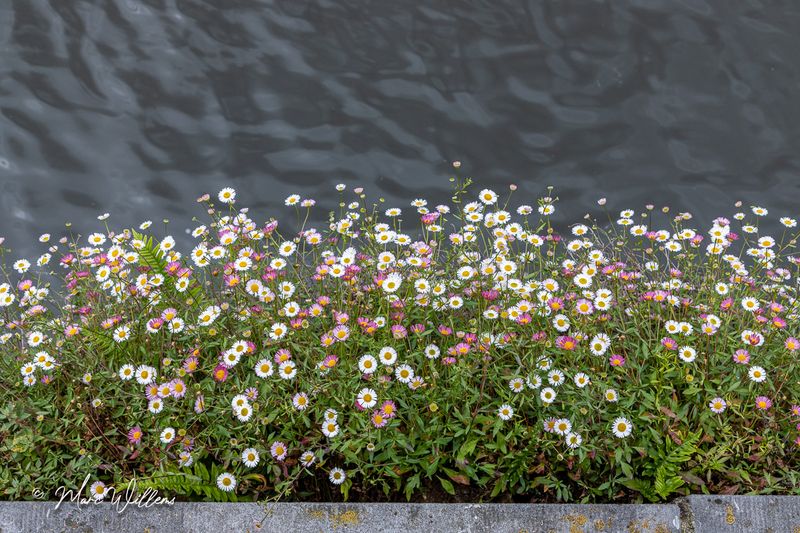 Muurfijnstraal (Erigeron karvinskianus)