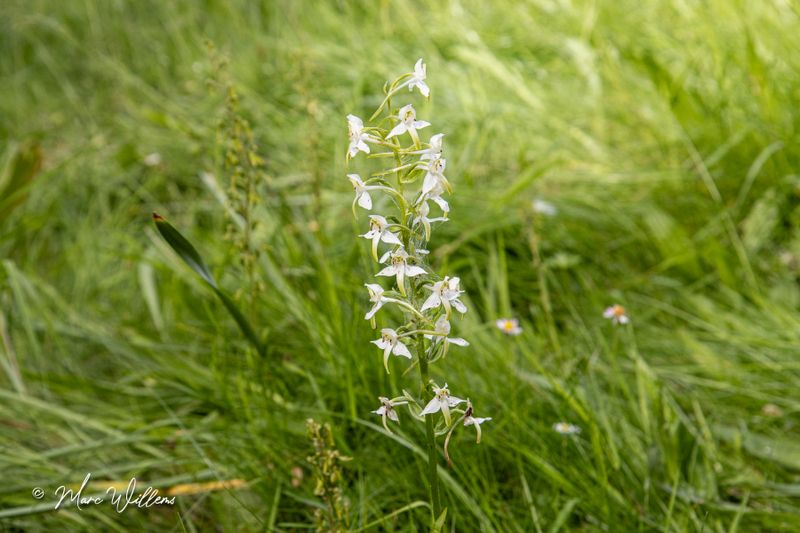 Bergnachtorchis (Platanthera chlorantha)
