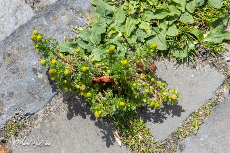 Schijfkamille (Matricaria discoidea)