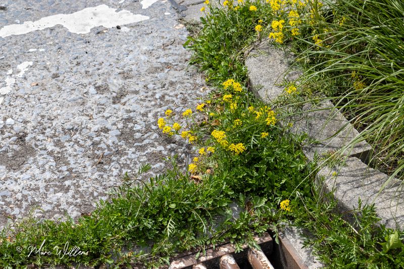 Akkerkers (Rorippa sylvestris)