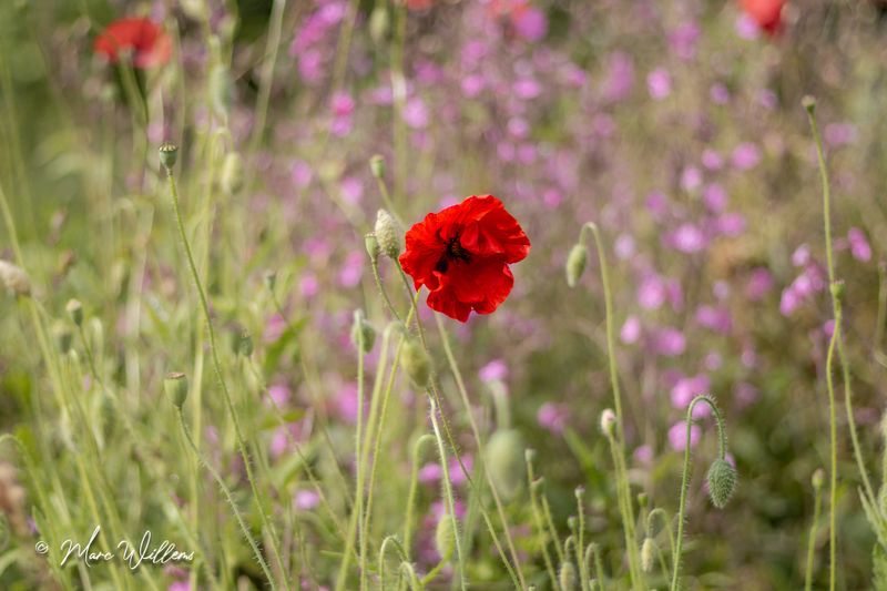 Grote of gewone klaproos (Papaver rhoeas)