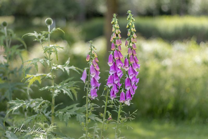 Vingerhoedskruid (Digitalis purpurea)