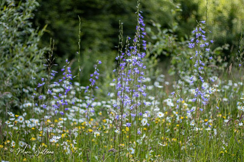 Rapunzelklokje of repelsteeltje (Campanula rapunculus)