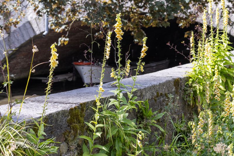 Grootbloemig vingerhoedskruid (Digitalis grandiflora)