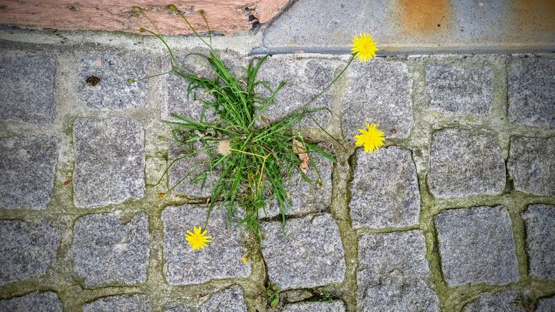 Vertakte leeuwentand (Scorzoneroides autumnalis)